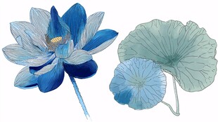 蓝调荷花与荷叶插画