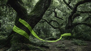 林中绿带缠绕古老大树