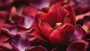 娇艳红郁金香花瓣散落