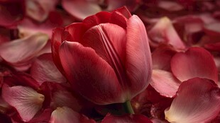 一朵红郁金香绽放于花瓣间