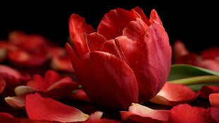 娇艳红郁金香与散落花瓣