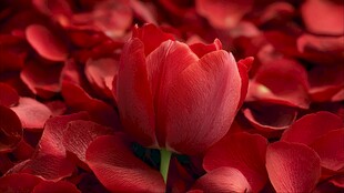 红郁金香绽于玫瑰花瓣间