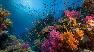 绚丽海底世界的多彩奇观