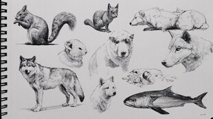 动物素描合集