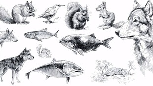 动物黑白插画集合