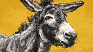 驴的特写肖像画