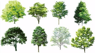 多样绿树插画集合