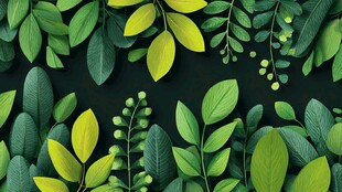 绿叶背景图 清新自然风