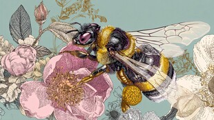 蜜蜂花间采蜜插画图