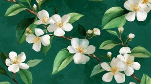 绿叶间绽放的洁白花朵