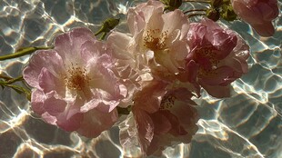 水中绽放的柔美粉色花朵