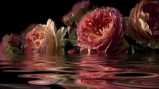 水中绽放的娇艳玫瑰