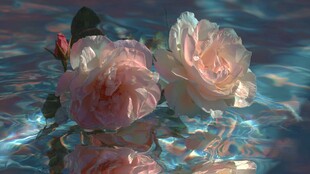 水中绽放的柔美粉色玫瑰