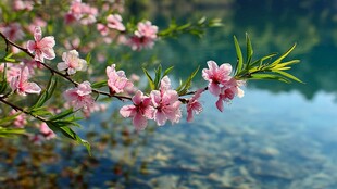 湖畔桃花绽放