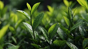 清新嫩绿带露茶叶植株