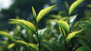 带露新绿茶叶生机盎然