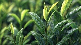 嫩绿茶芽带露生机盎然