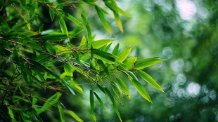 翠绿竹叶 清新自然之景