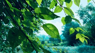 绿叶掩映下的清新景致