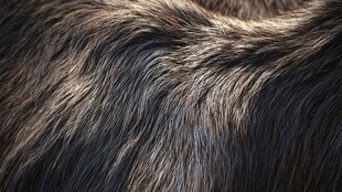 细腻柔顺的动物毛发纹理