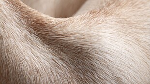 犬类毛发特写纹理细节