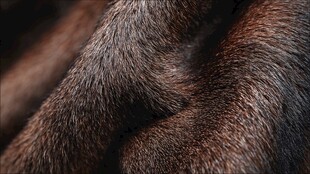 柔软浓密的动物皮毛特写