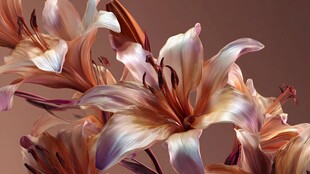 梦幻绚丽百合花特写