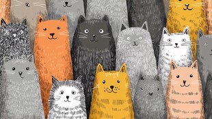 可爱猫咪大集合