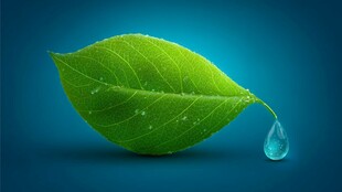 翠绿叶片上的晶莹水滴