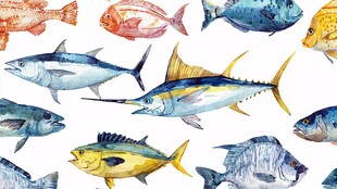 多彩水彩绘各类海洋鱼类