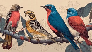 枝头多彩鸟儿齐聚