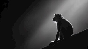 光影下独坐的猴子剪影