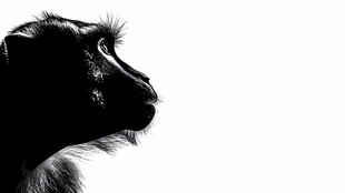 猴子侧影黑白剪影图