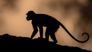 黄昏中猴子的矫健身影