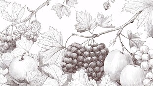 葡萄苹果枝叶素描图