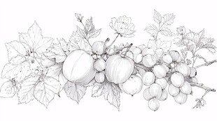 水果花卉线描图