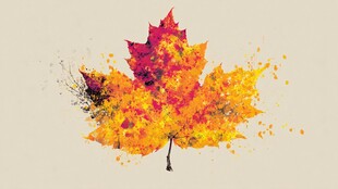 水彩绘就的绚丽枫叶