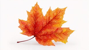 橙黄枫叶带露独绽