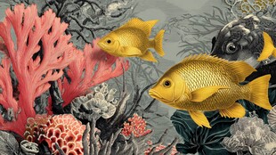 海底金魚與珊瑚的奇幻景觀