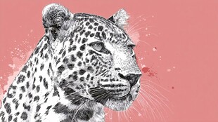 手绘豹头 粉色背景显独特