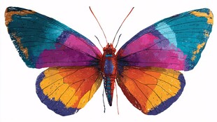 多彩斑斓蝴蝶特写