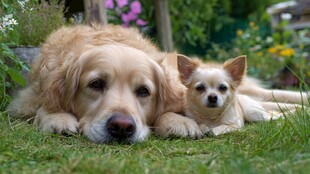 金毛与吉娃娃惬意躺草坪