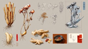 多样中药材手绘图鉴展示