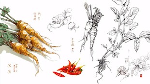 手绘根茎蔬菜与红辣椒
