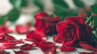 娇艳红玫瑰散落浪漫花瓣
