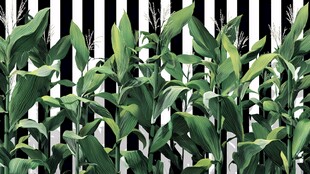 黑白条纹背景下的绿玉米植株