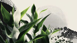 绿植与几何图案创意组合