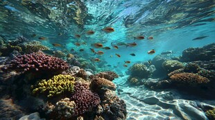 海底珊瑚与缤纷游鱼世界
