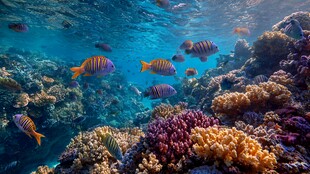 海底斑斓鱼群与珊瑚景观