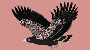 展翅翱翔的黑羽雄鹰